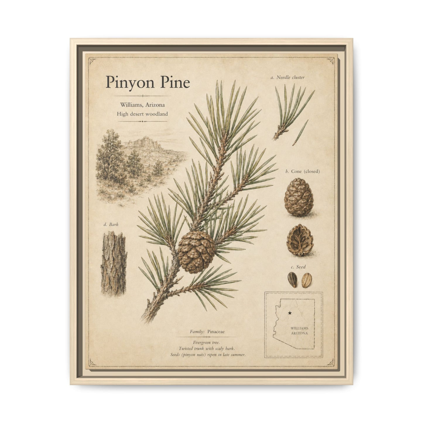 Pinyon Pine Botanical Print — Framed Matte Canvas Wall Art